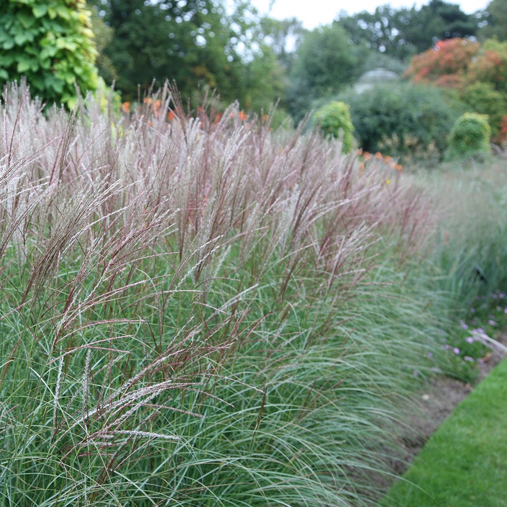 Miscanthus Sinensis Kleine Silberspinne | Chinese Silver Grass