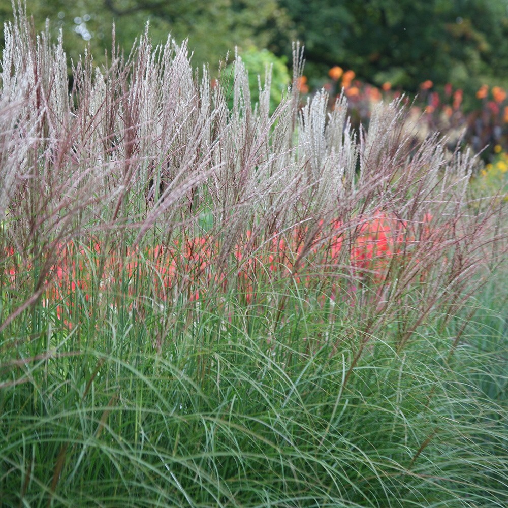 Miscanthus Sinensis Kleine Silberspinne | Chinese Silver Grass