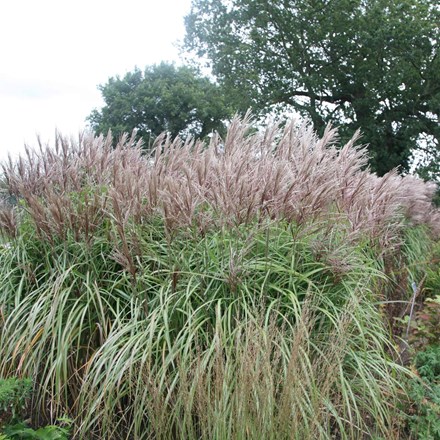 Miscanthus sinensis 'Malepartus' | Chinese Silver Grass |