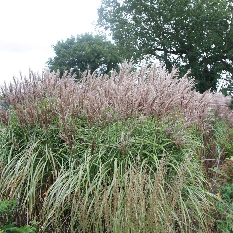 Miscanthus Sinensis Malepartus | Chinese Silver Grass