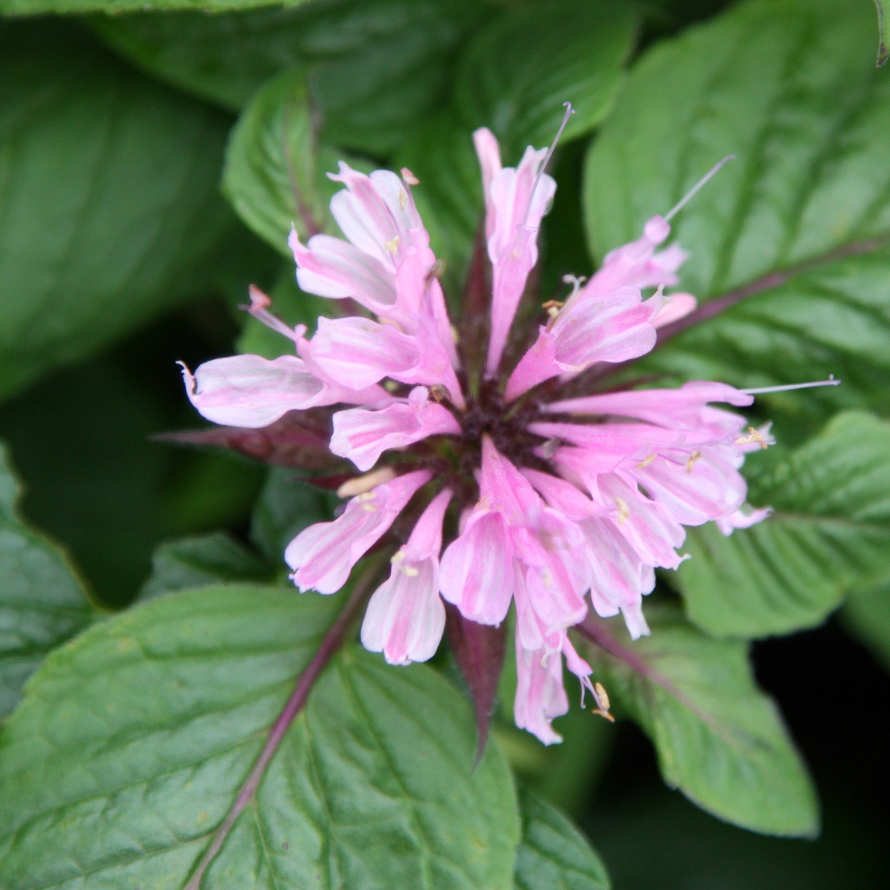 Monarda Beauty Of Cobham | Bergamot