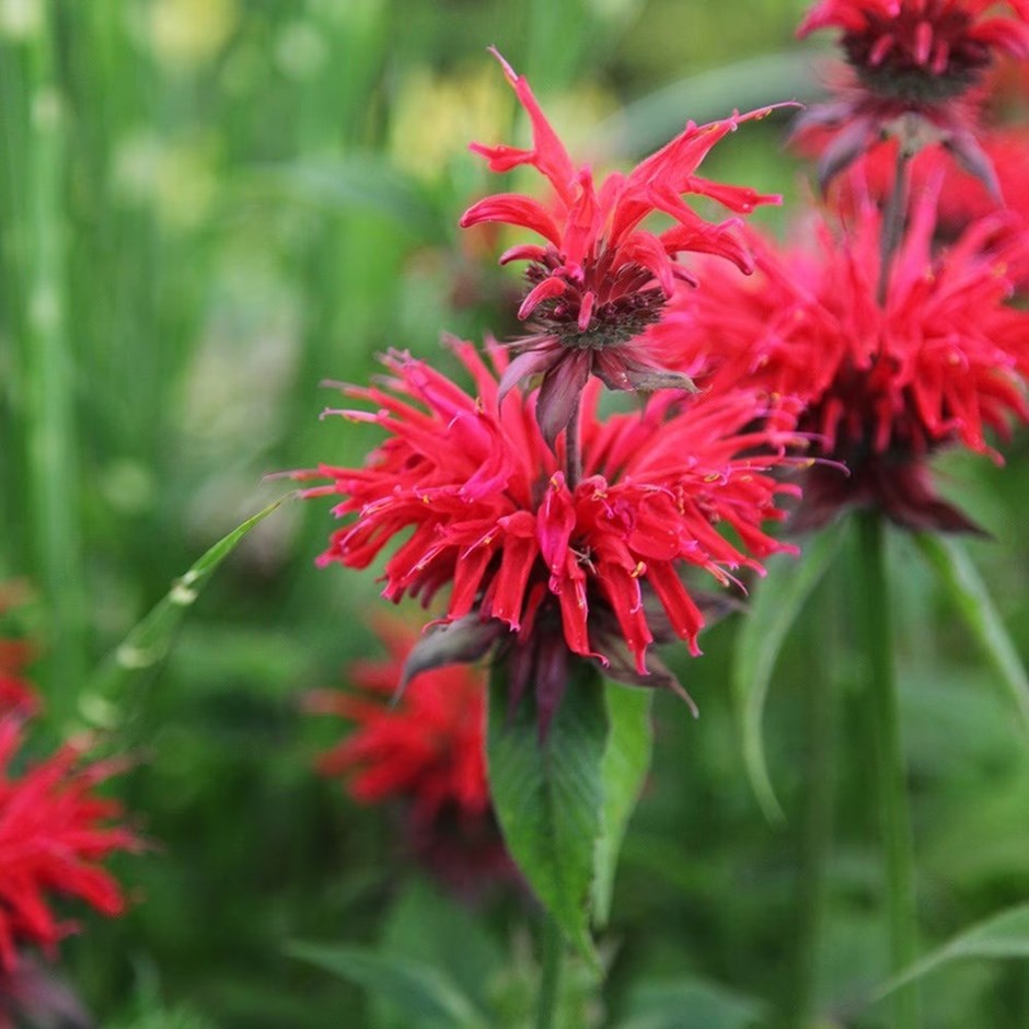 Monarda Cambridge Scarlet | Bergamot