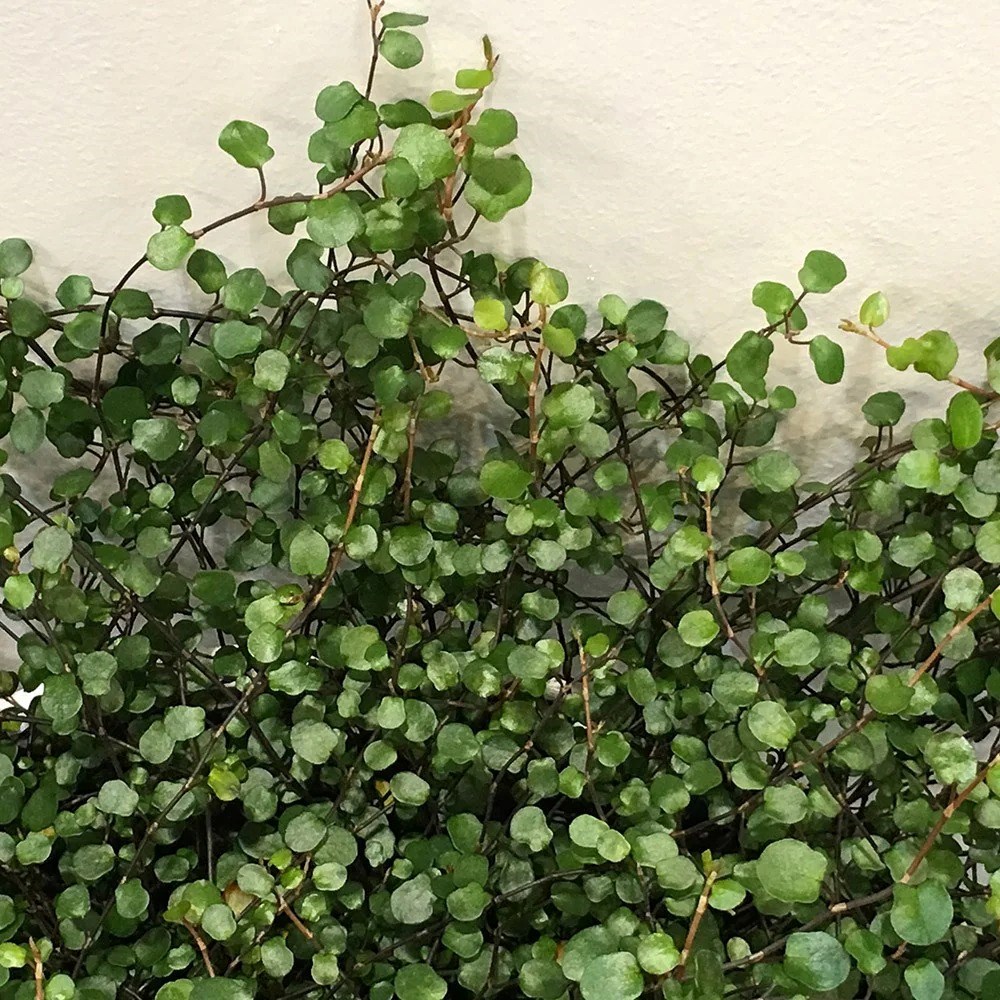 Muehlenbeckia Complexa | Maidenhair Vine