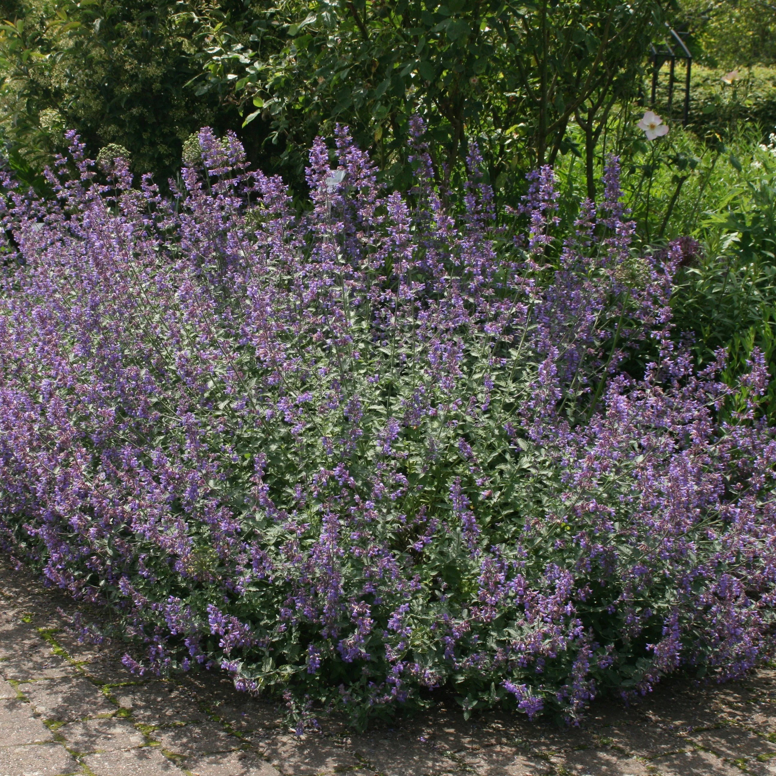 Nepeta Six Hills Giant | Catmint