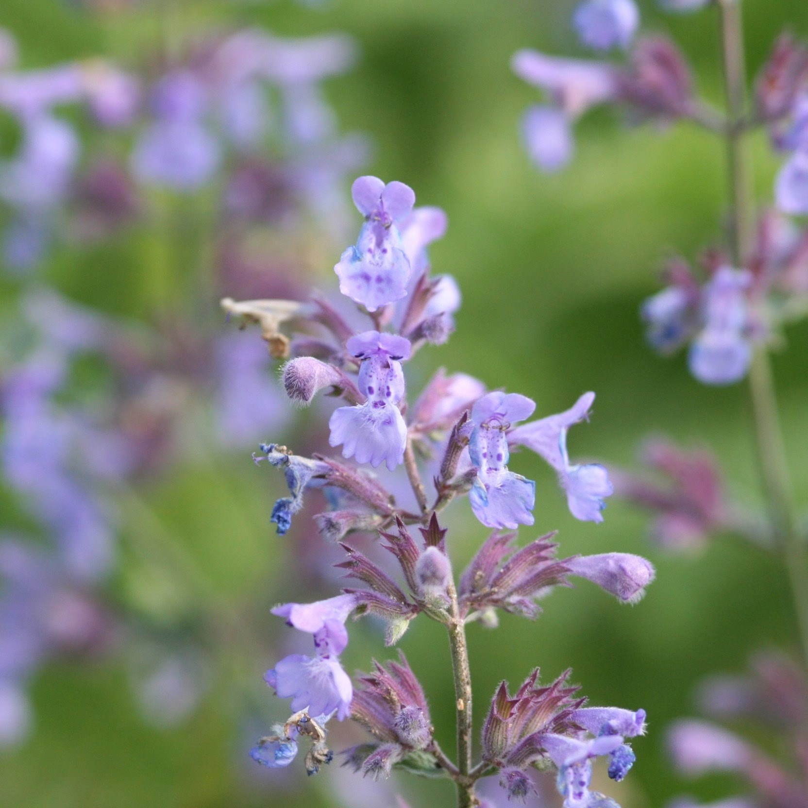 Nepeta × Faassenii | Catmint