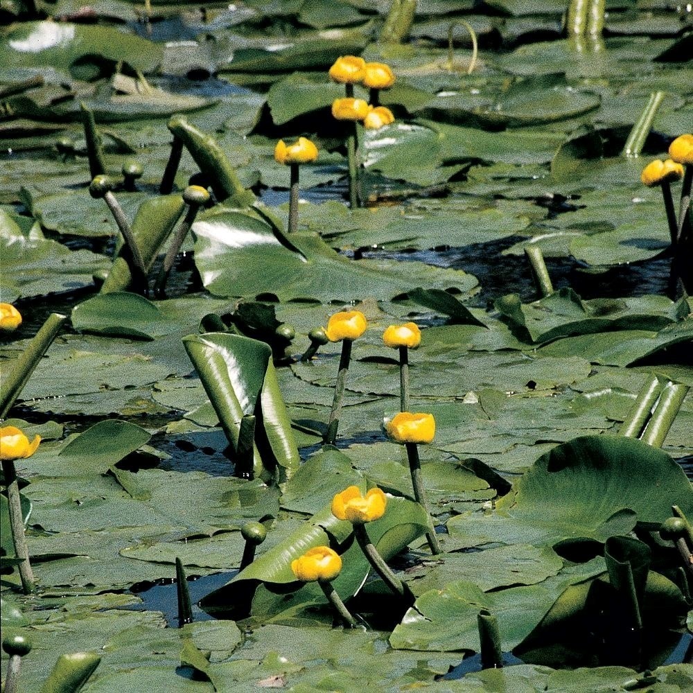 Nuphar Lutea | Brandy Bottle