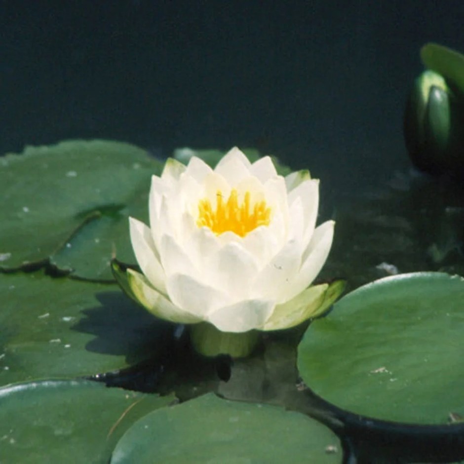 Nymphaea Alba | White Water lily