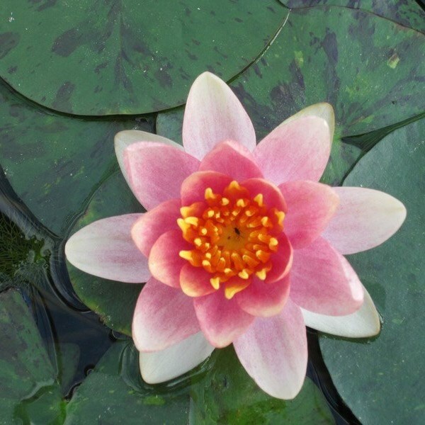 Nymphaea Aurora | Water Lily