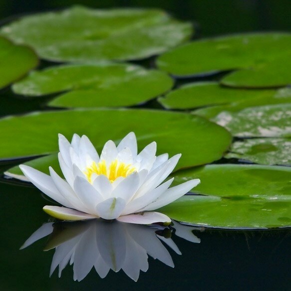 Nymphaea Marliacea Albida | Water Lily