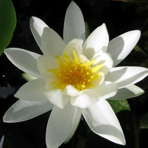 Nymphaea Pygmaea Alba | Water Lily