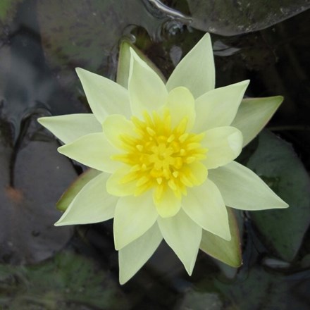 Nymphaea Pygmaea Helvola | Water Lily