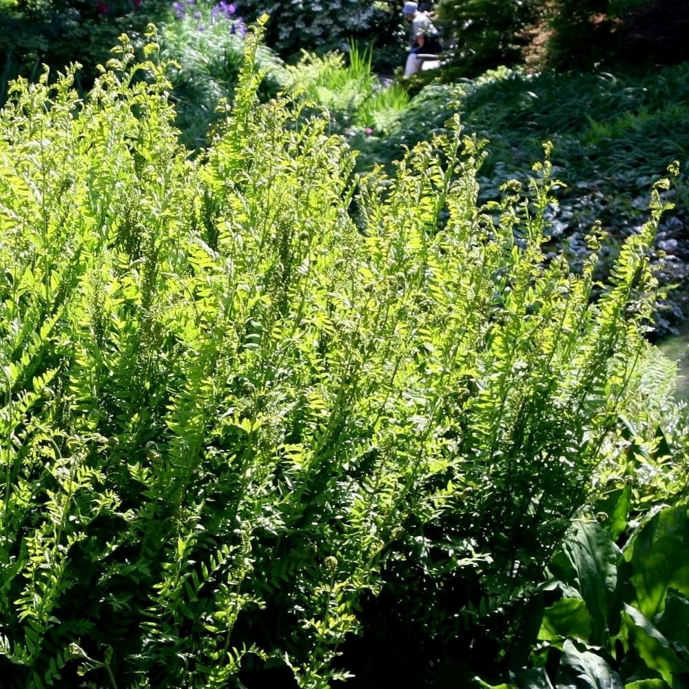 Osmunda Regalis | Royal Fern