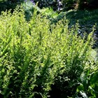 Osmunda Regalis | Royal Fern