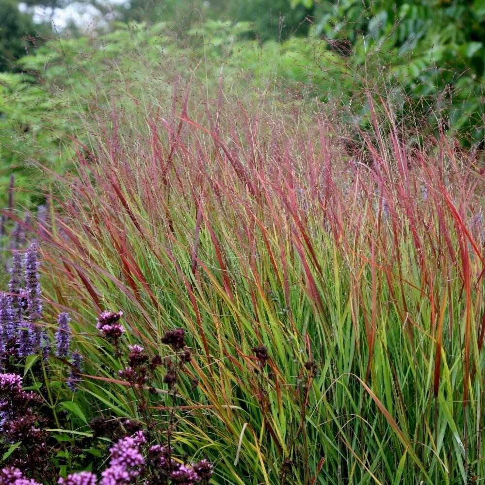 Panicum Virgatum Rehbraun | Switch Grass