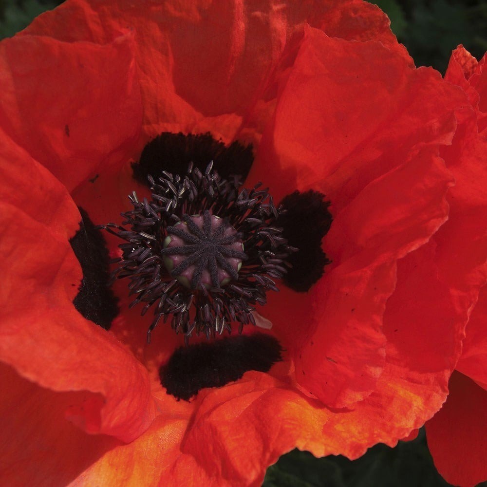 Papaver Beauty Of Livermere | Oriental Poppy