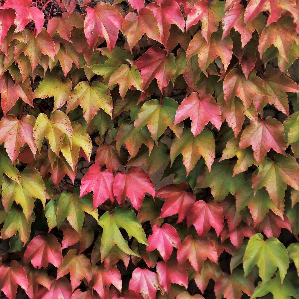 Parthenocissus Tricuspidata Veitchii | Boston Ivy