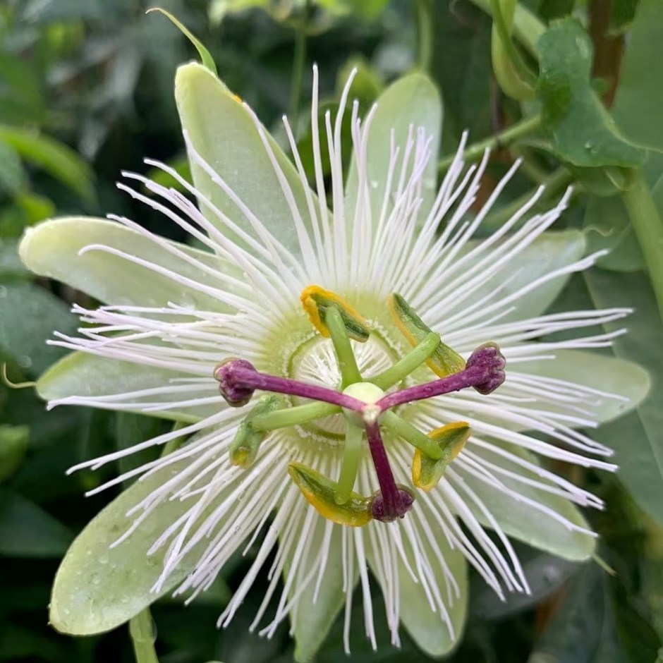 Passiflora Caerulea Constance Eliott | White Passion Flower