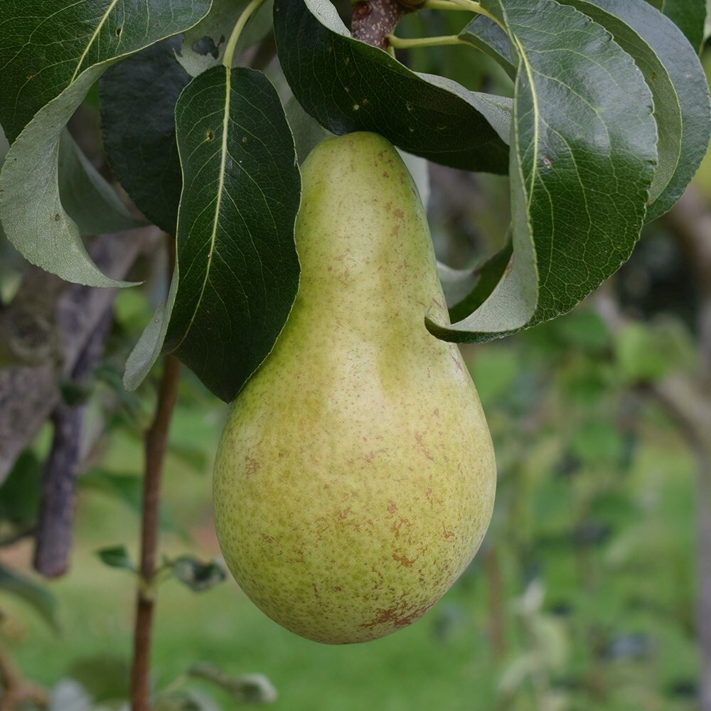 Pear Concorde