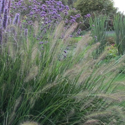 Pennisetum alopecuroides 'Hameln' | Fountain Grass |