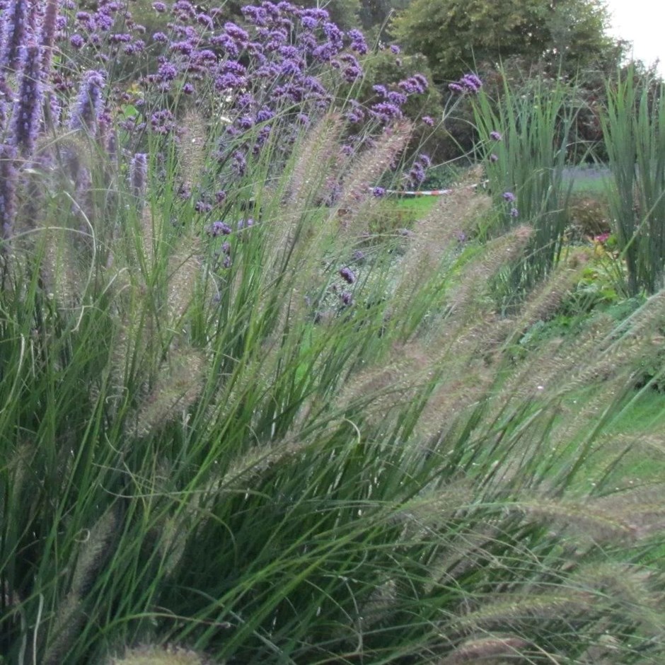 Pennisetum Alopecuroides Hameln | Fountain Grass