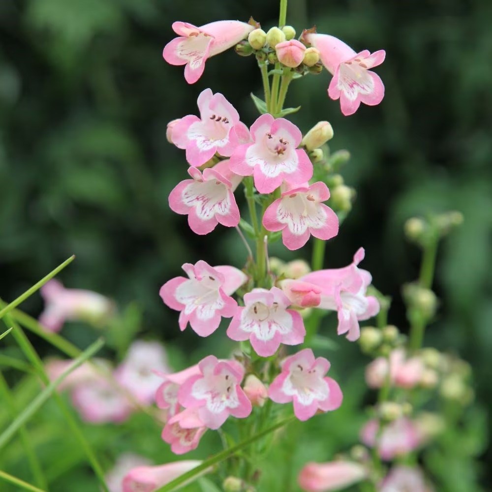 Penstemon Apple Blossom | Beard Tongue