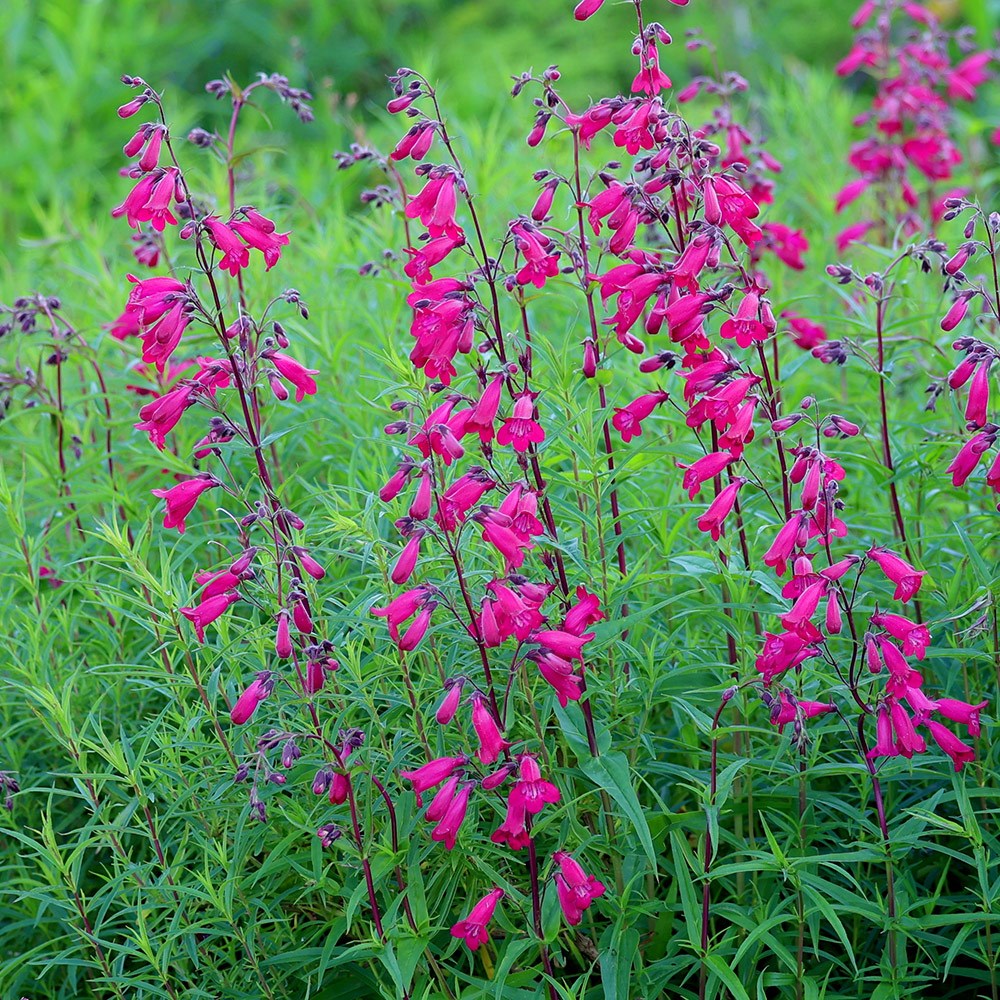 Penstemon Andenken An Friedrich Hahn | Beard Tongue