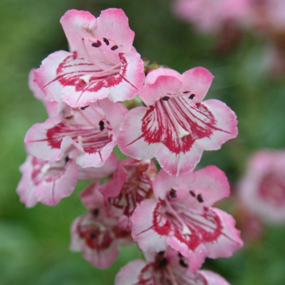 Penstemon Hidcote Pink | Beard Tongue