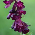 Penstemon 'Raven' (Bird Series) | Beard Tongue |