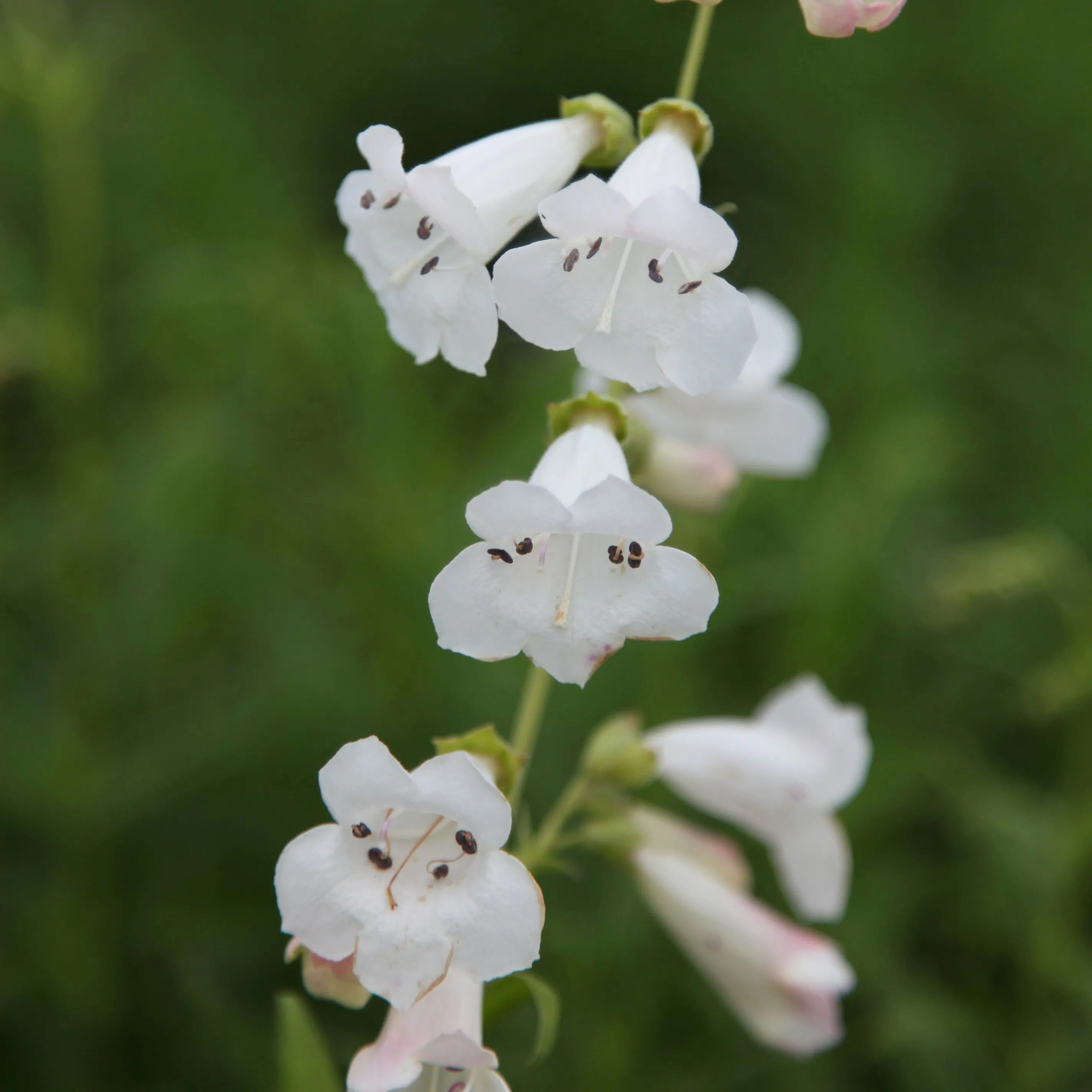 Penstemon White Bedder | Beard Tongue