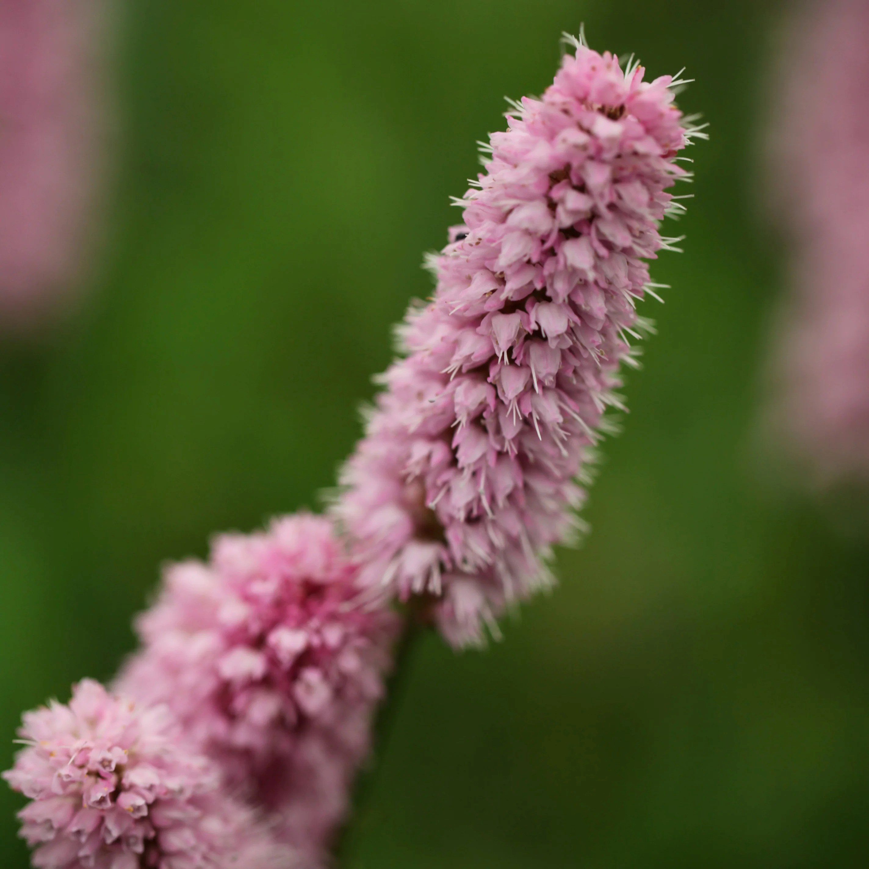 Bistorta Officinalis Superba | Red Bistort