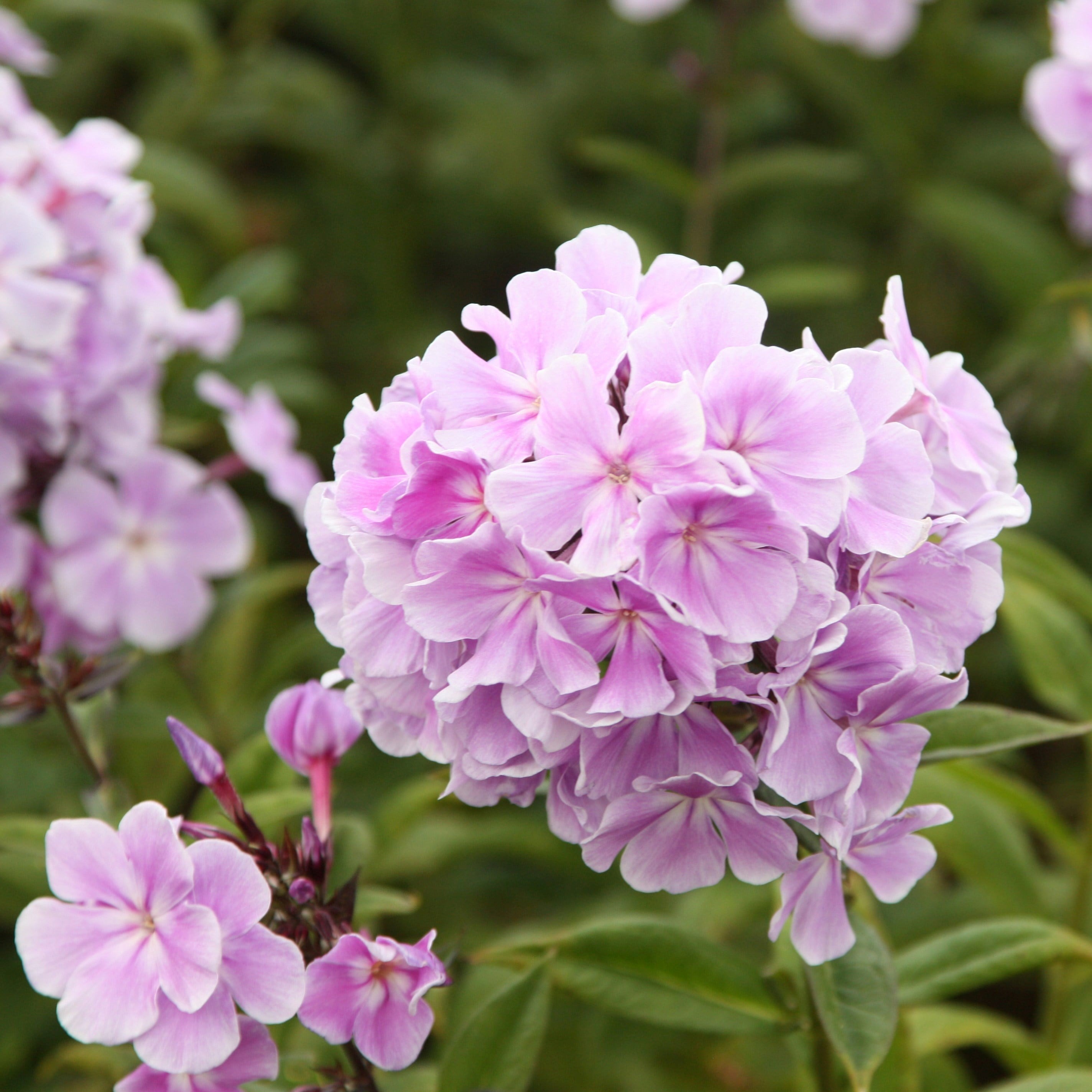 Phlox Paniculata Franz Schubert | Border Phlox