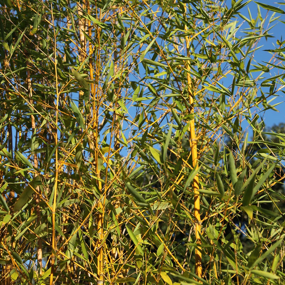 Phyllostachys Aurea | Fishpole Bamboo
