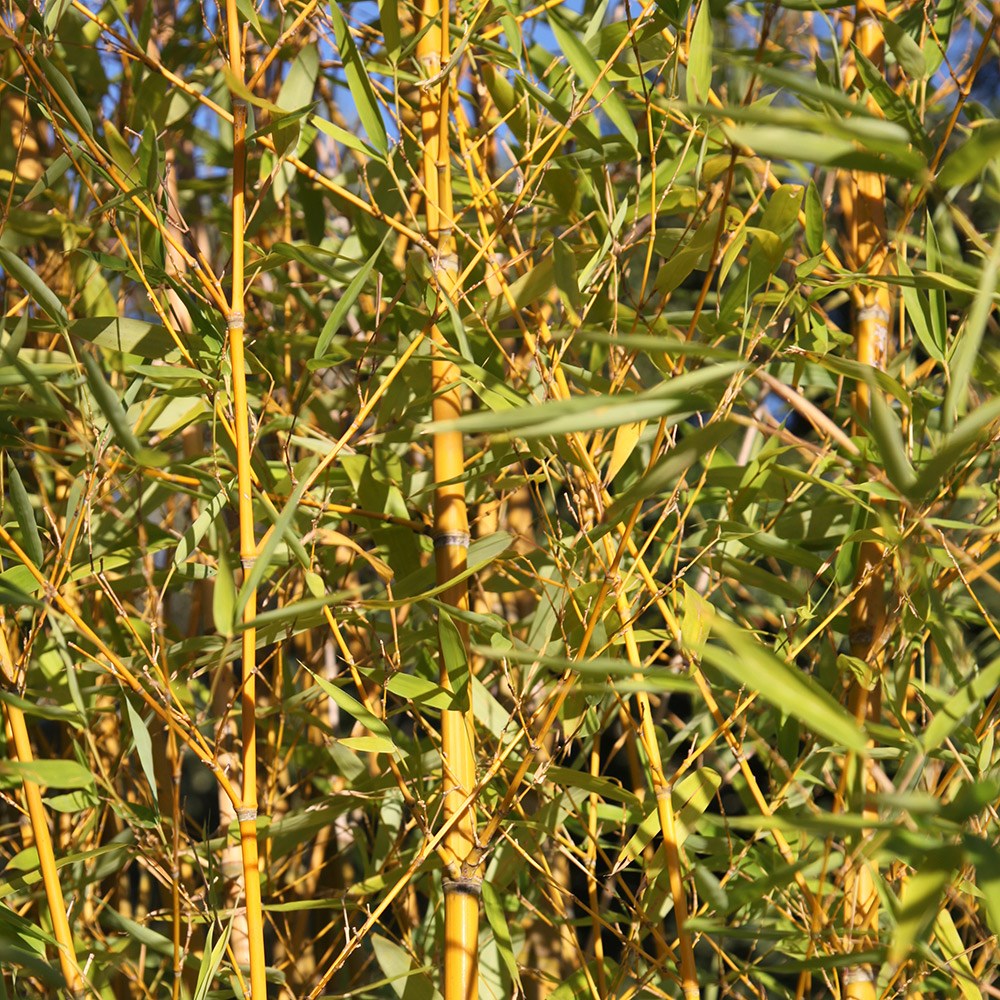 Phyllostachys Aurea | Fishpole Bamboo