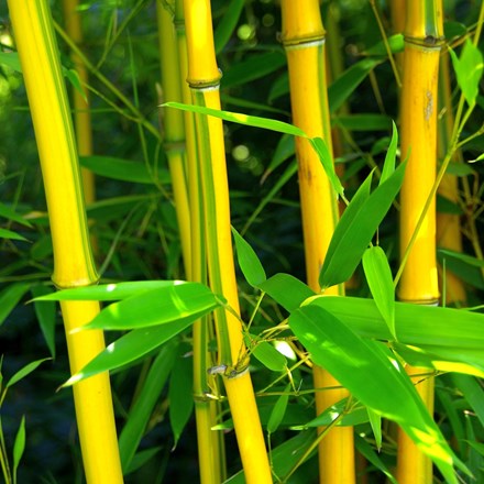 Phyllostachys Aureosulcata F. Spectabilis | Showy Yellow-Groove Bamboo