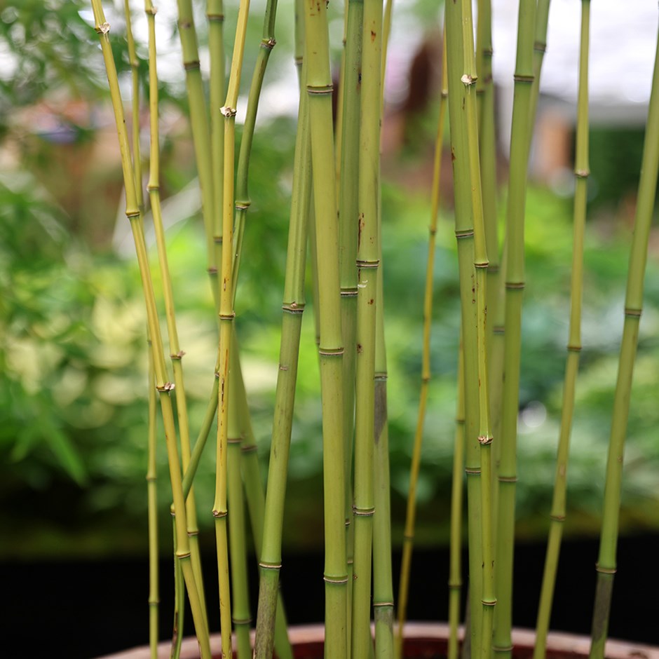 Phyllostachys Bissetii | Bamboo