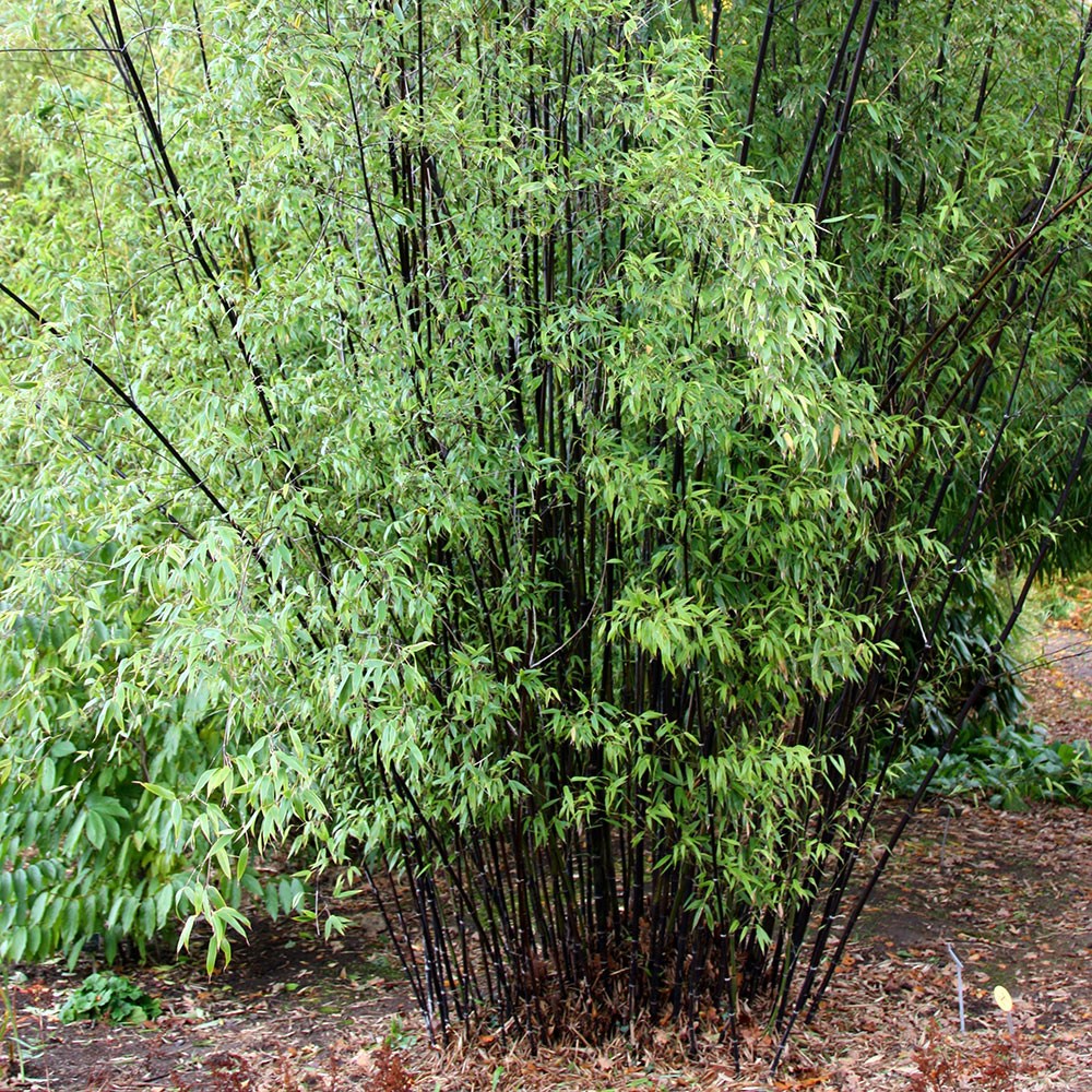 Phyllostachys Nigra | Black Bamboo