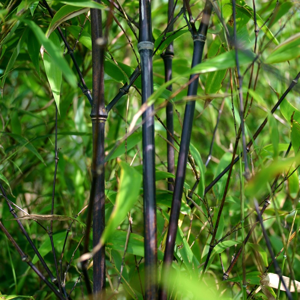 Phyllostachys Nigra | Black Bamboo