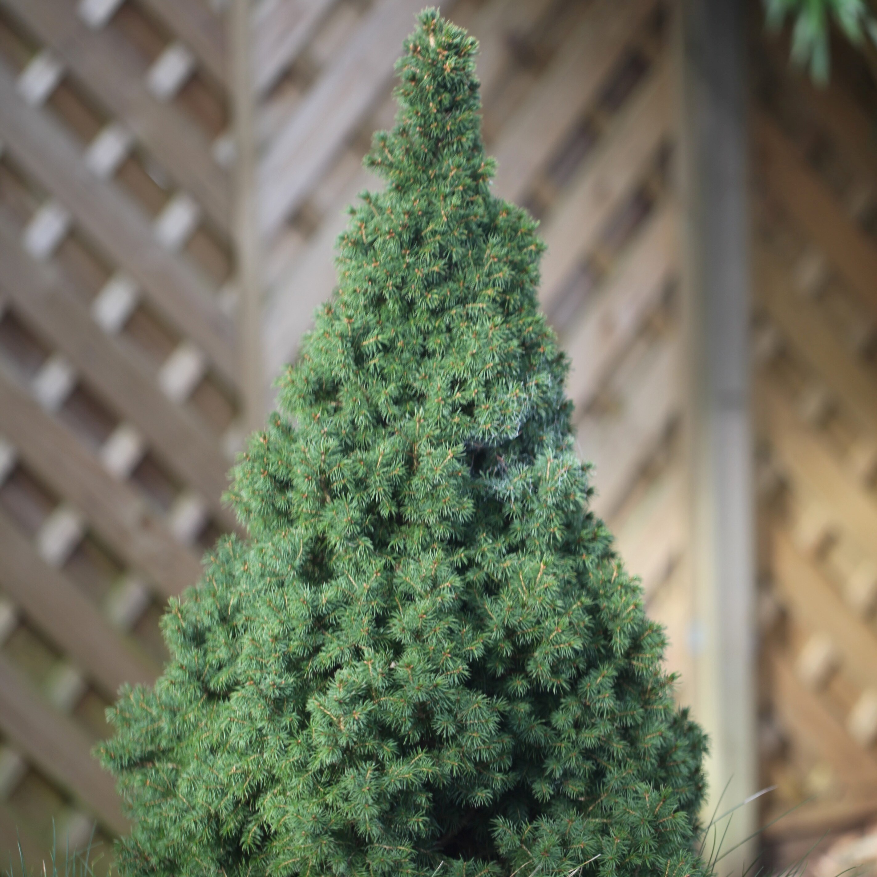 Picea glauca var. albertiana Conica | Alberta Spruce