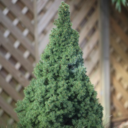 Picea glauca var. albertiana 'Conica' | Alberta Spruce | 15cm Pot | 30cm tall