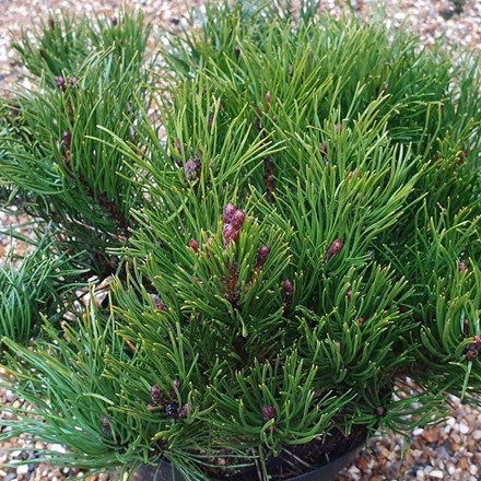 Pinus mugo subsp. mugo | Mountain Pine (syn. mugus) |