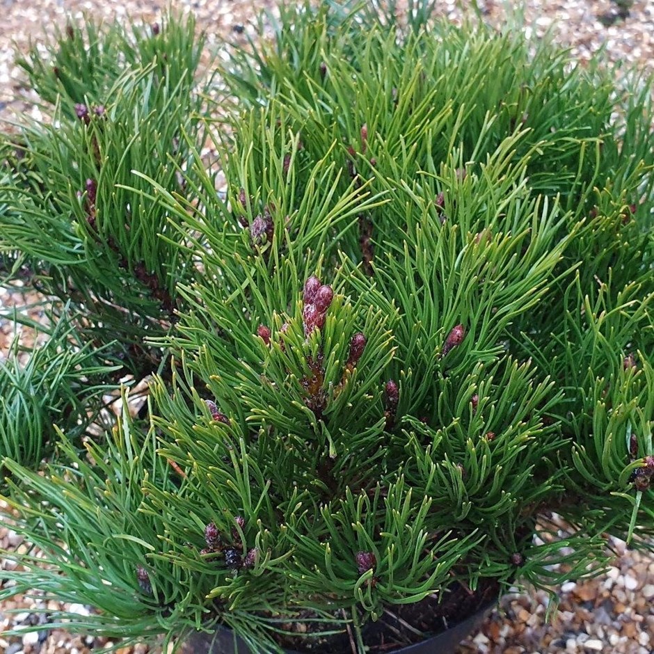 Pinus Mugo Subsp. Mugo | Mountain Pine