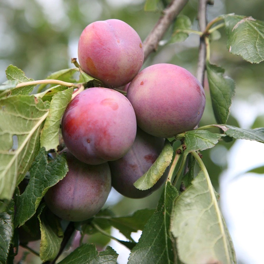 Plum Marjories Seedling