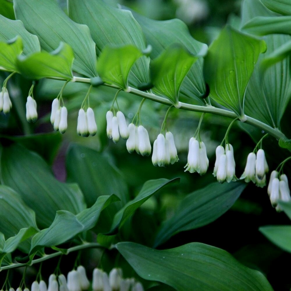 Polygonatum × Hybridum | Common Solomons Seal