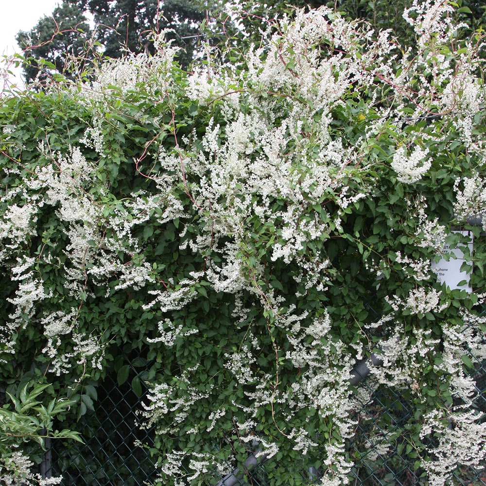 Fallopia Baldschuanica | Russian Vine Or Mile A Minute Plant