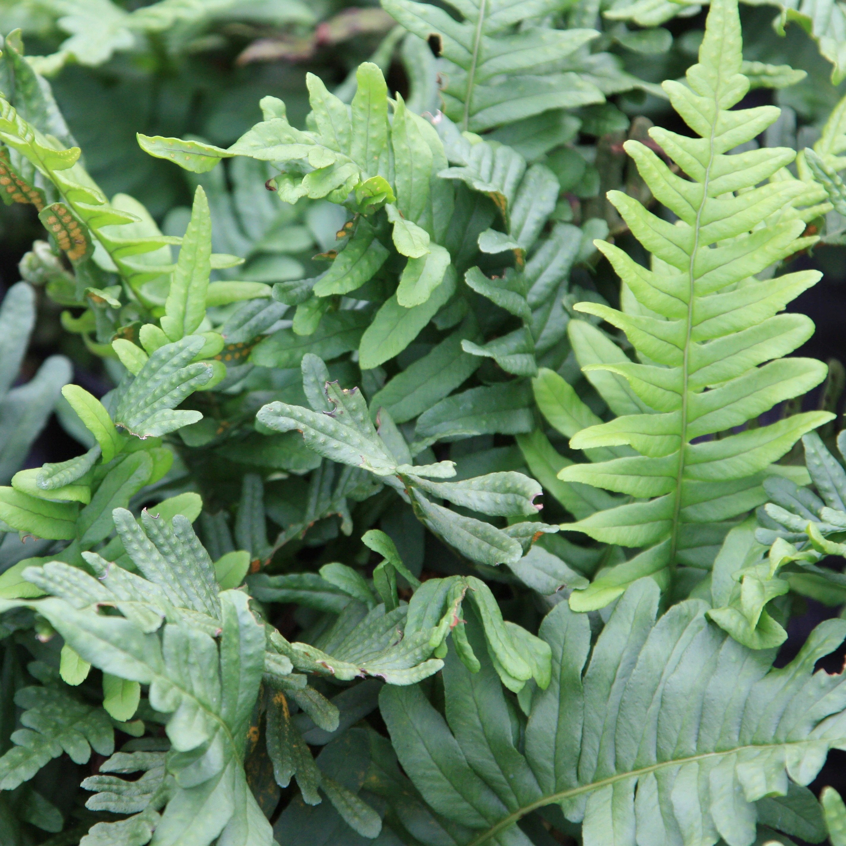 Polypodium Vulgare | Common Polypody