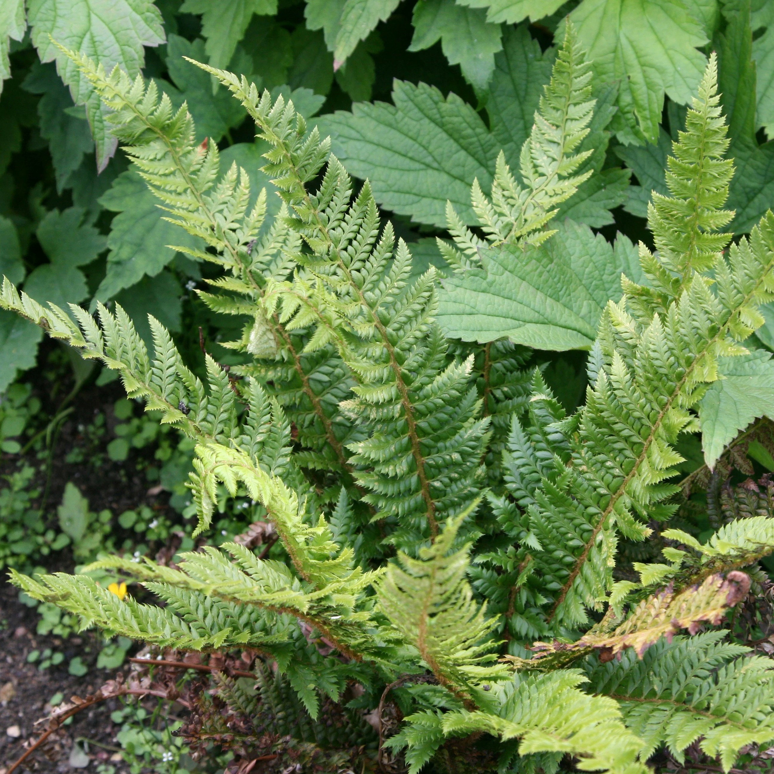 Polystichum Aculeatum | Hard Shield Fern