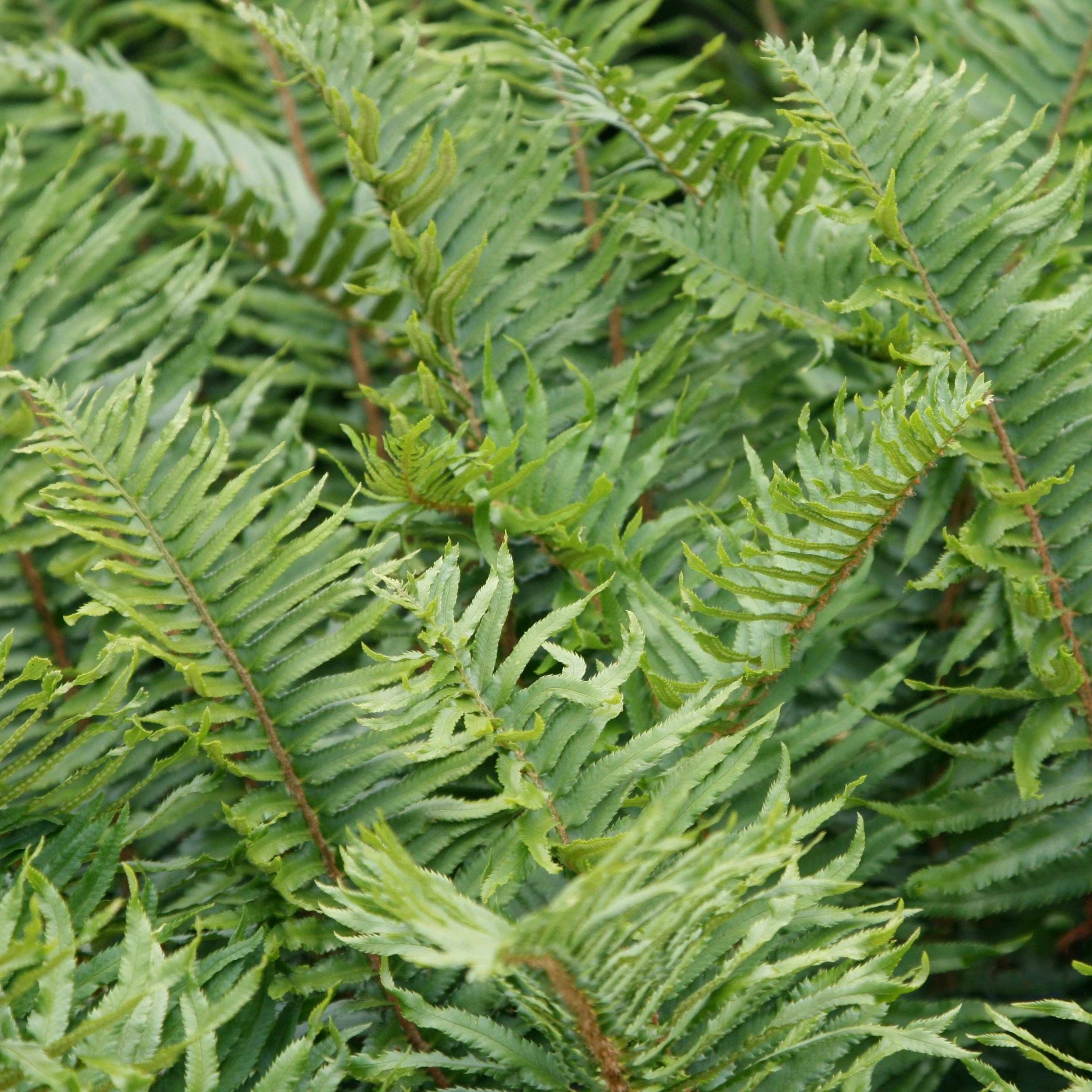 Polystichum Munitum | Sword Fern