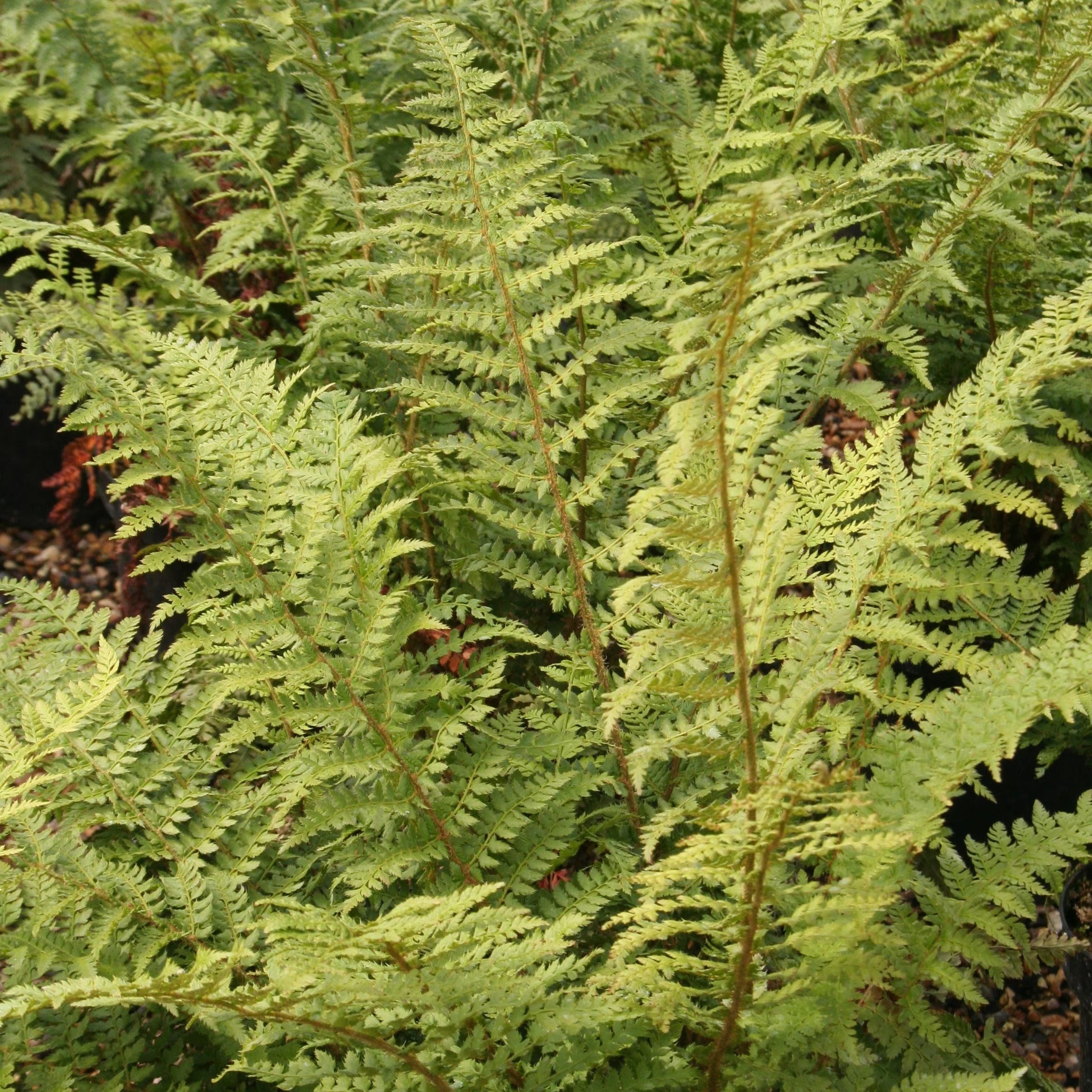 Polystichum Setiferum | Soft Shield Fern