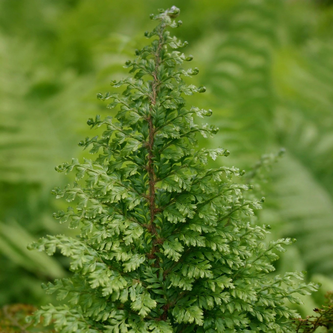 Polystichum Setiferum Plumosomultilobum Group | Soft Shield Fern
