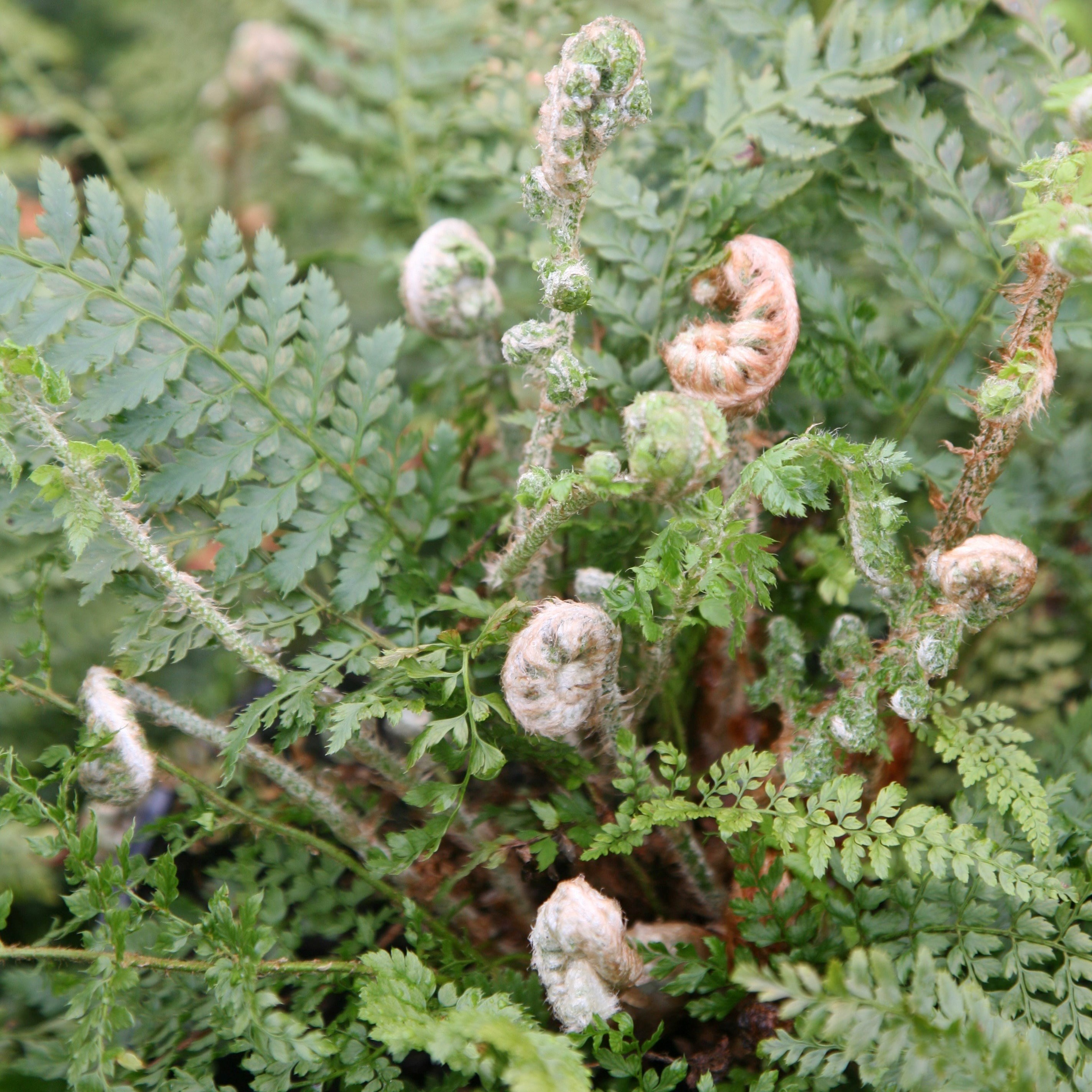 Polystichum Setiferum Herrenhausen | Soft Shield Fern